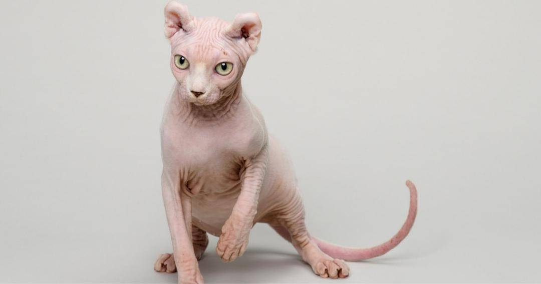 thediscerningcat.com