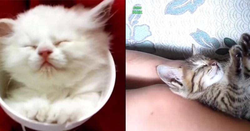 YouTube.com/funnyplox