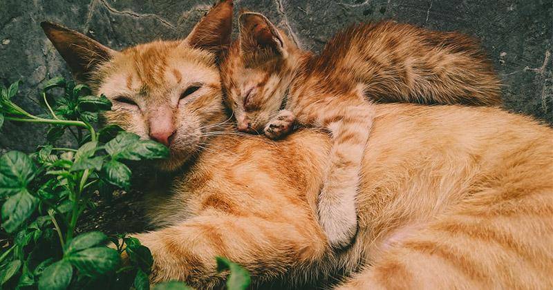 Kenapa Induk Kucing Sering Pindahkan Anaknya? Ini Alasannya!
