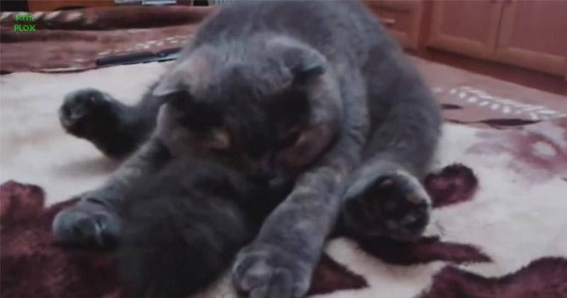 YouTube.com/funnyplox