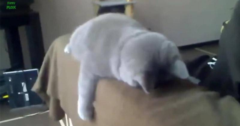 YouTube.com/funnyplox