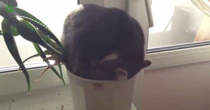 YouTube.com/funnyplox