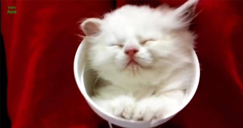 YouTube.com/funnyplox