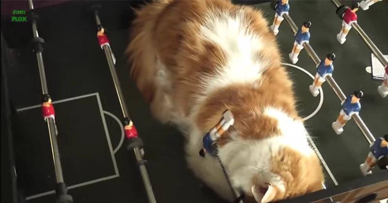 YouTube.com/funnyplox