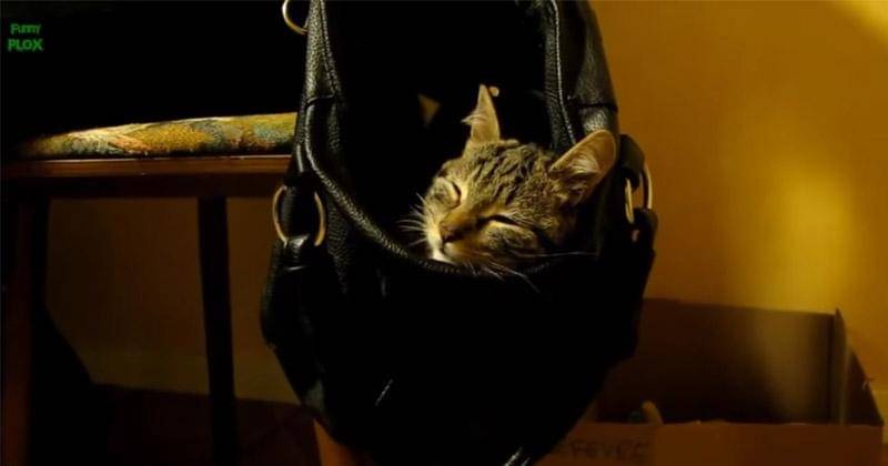 YouTube.com/funnyplox