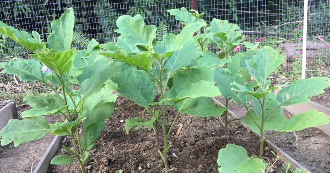 Youtube.com/Prada Kalaweit