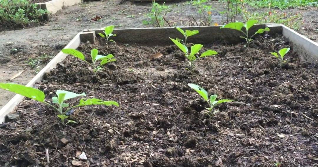 Youtube.com/Prada Kalaweit