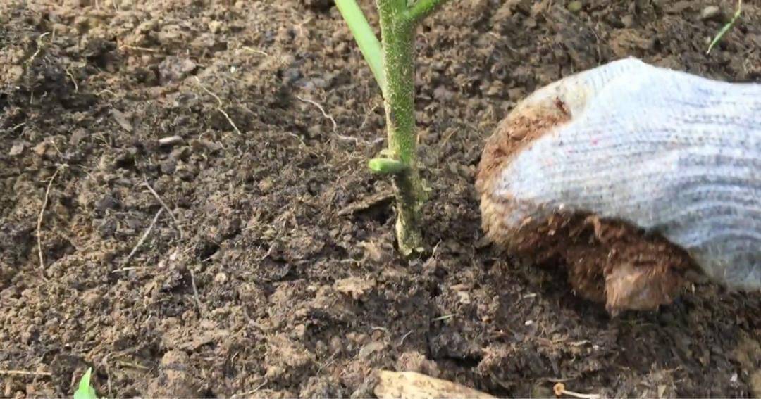 Youtube.com/Prada Kalaweit