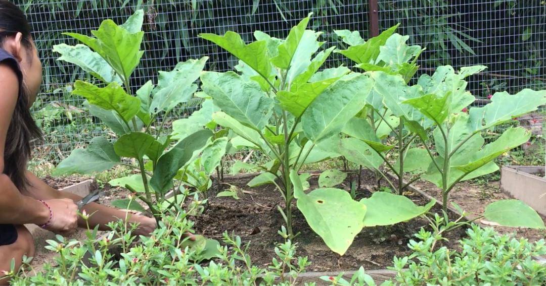 Youtube.com/Prada Kalaweit