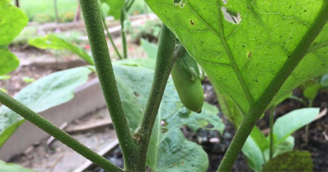 Youtube.com/Prada Kalaweit