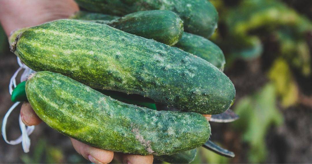 Pexels/Czapp Árpád