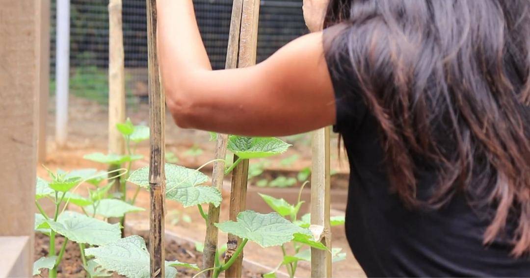 Youtube.com/Prada Kalaweit