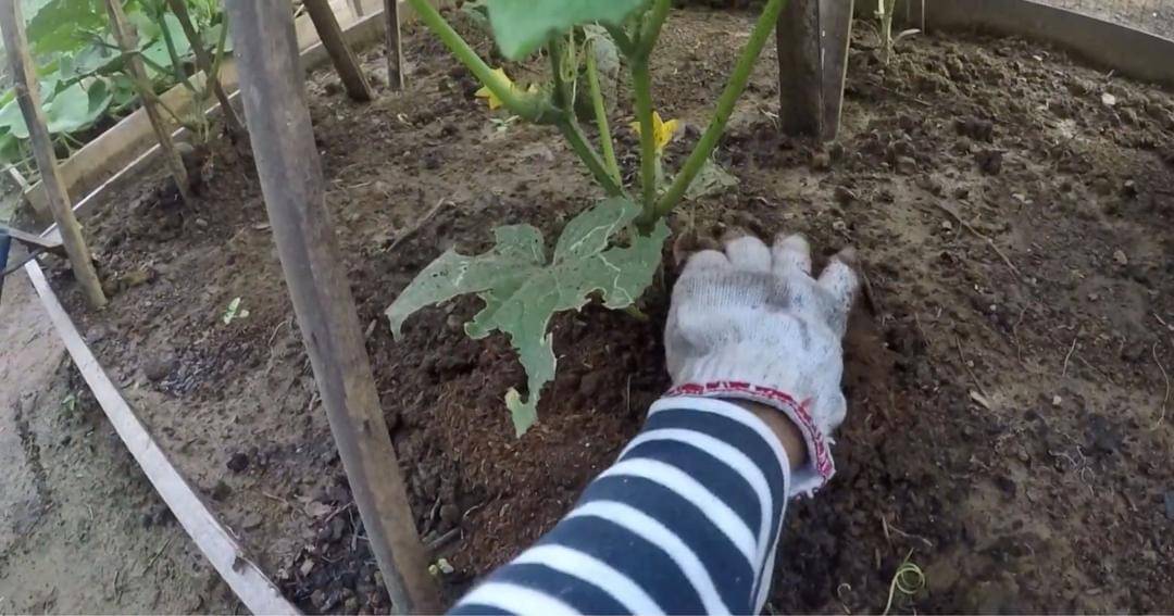 Youtube.com/Prada Kalaweit