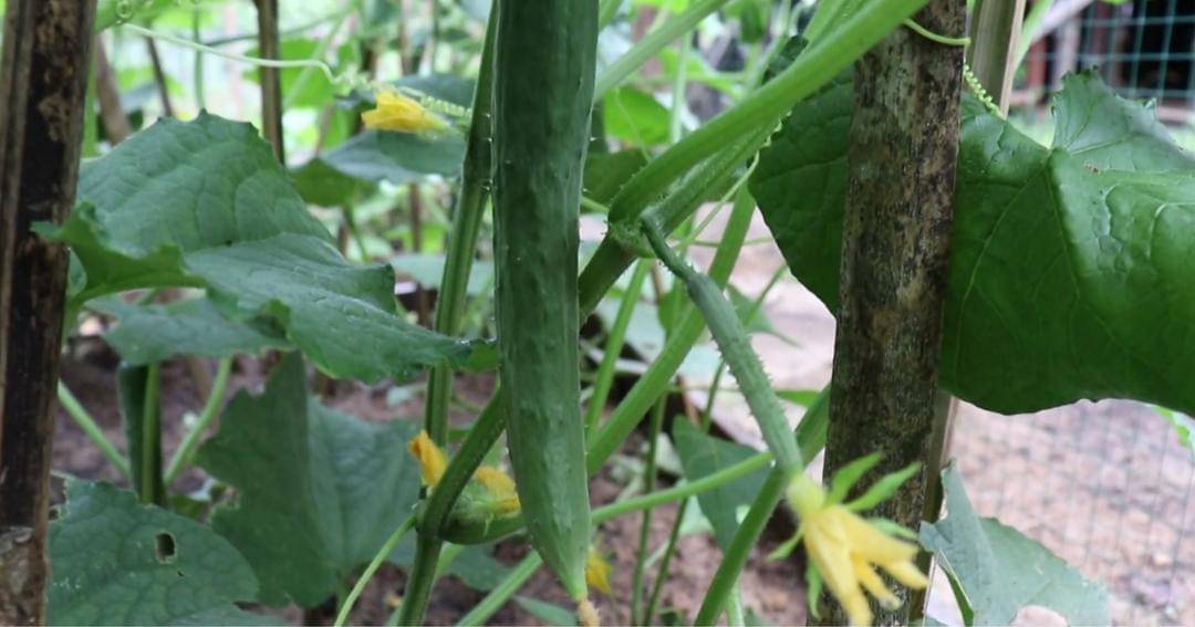 Youtube.com/Prada Kalaweit