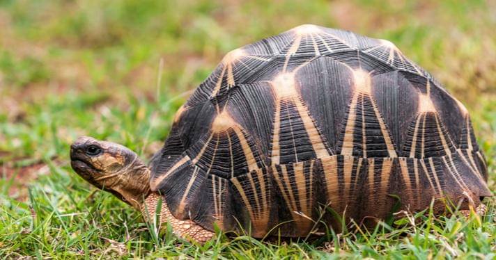 reptilesmagazine.com