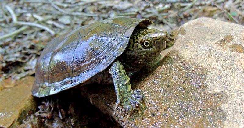 encyclopediaofalabama.org