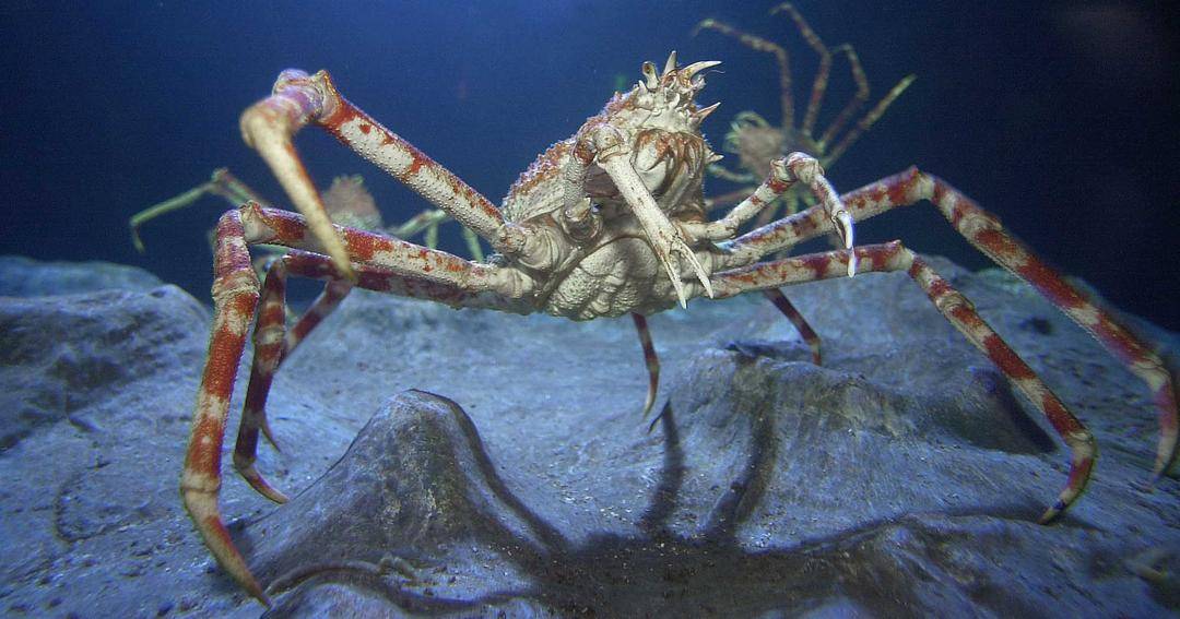 visitsealife.com
