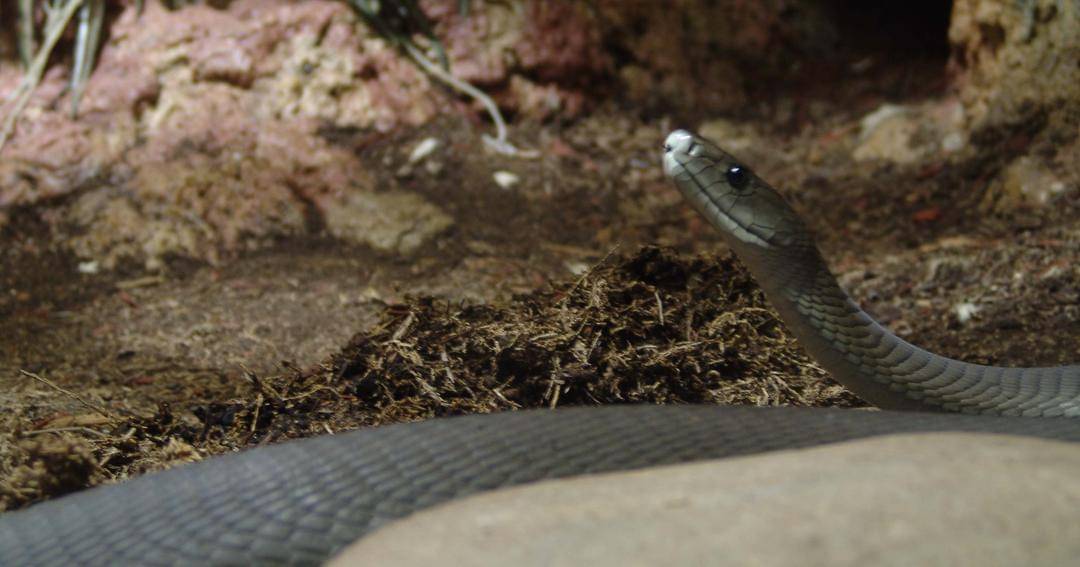 Commons.wikimedia.org