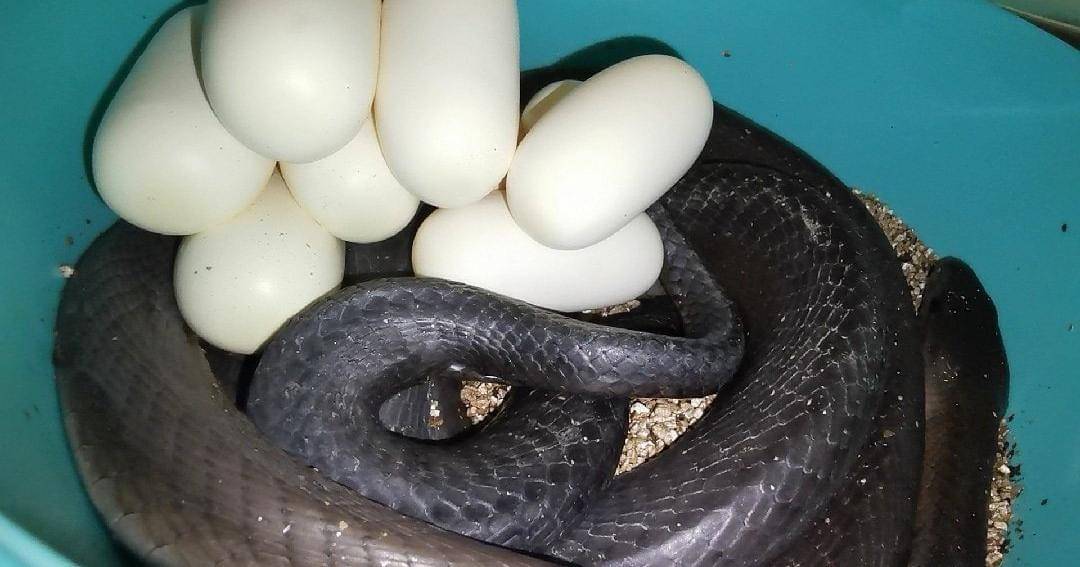 Twitter.com/nickevanskzn