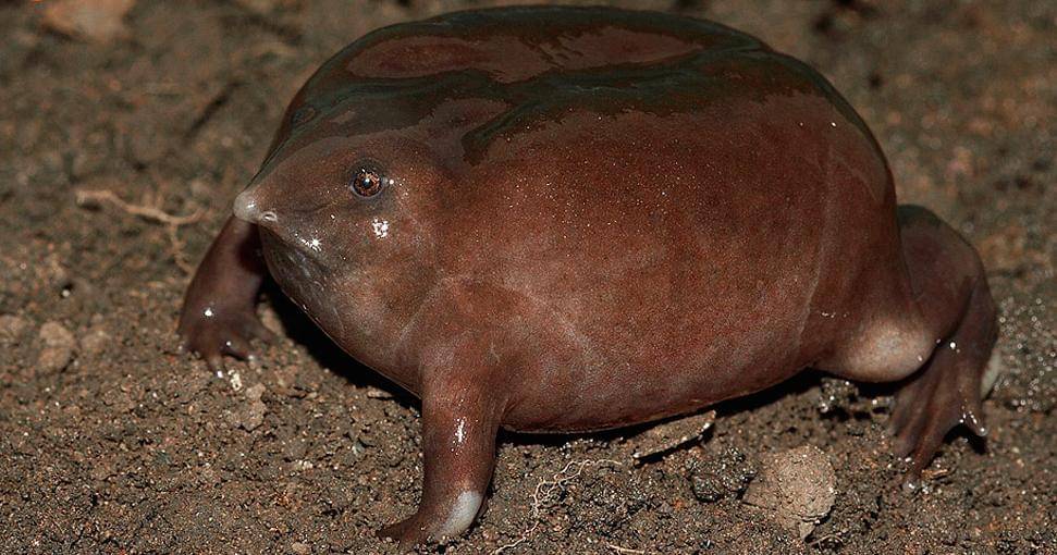 conservationindia.org