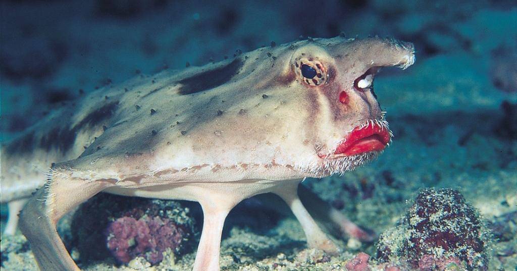 realmonstrosities.com