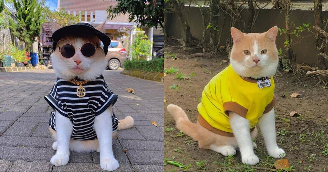 Instagram.com/lxx_pororo