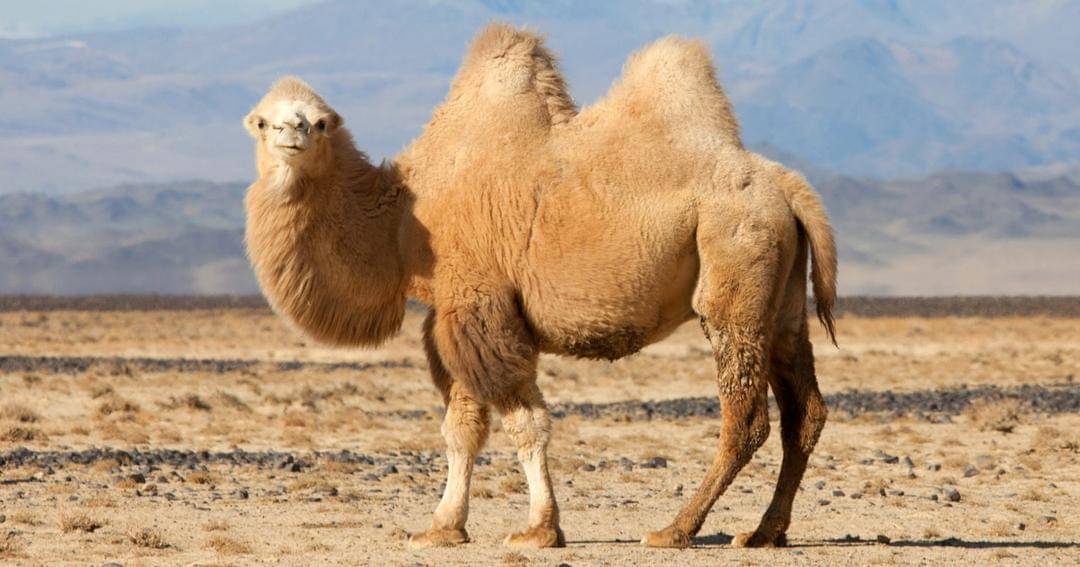 balisafarimarinepark.com