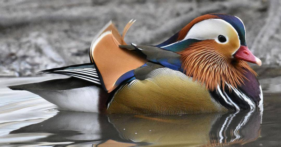 ebird.org