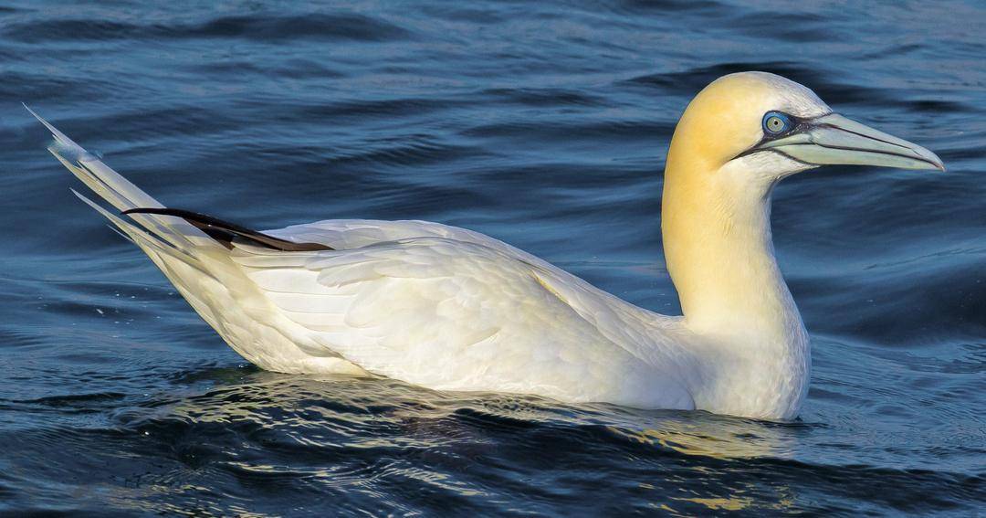 ebird.org