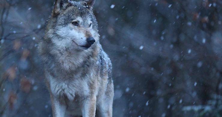 Freepik/vladimircech