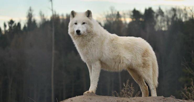 Freepik/vladimircech