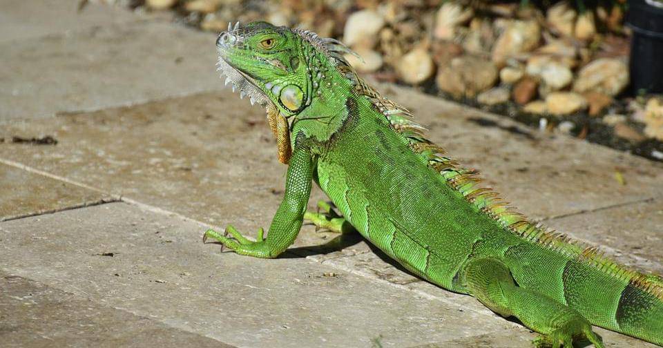 Pixabay/rheayawching