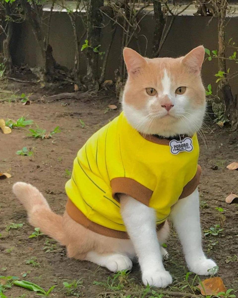 Instagram.com/lxx_pororo