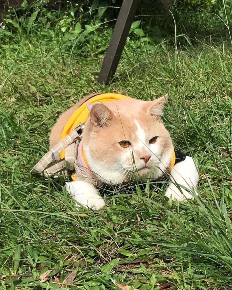 Instagram.com/lxx_pororo