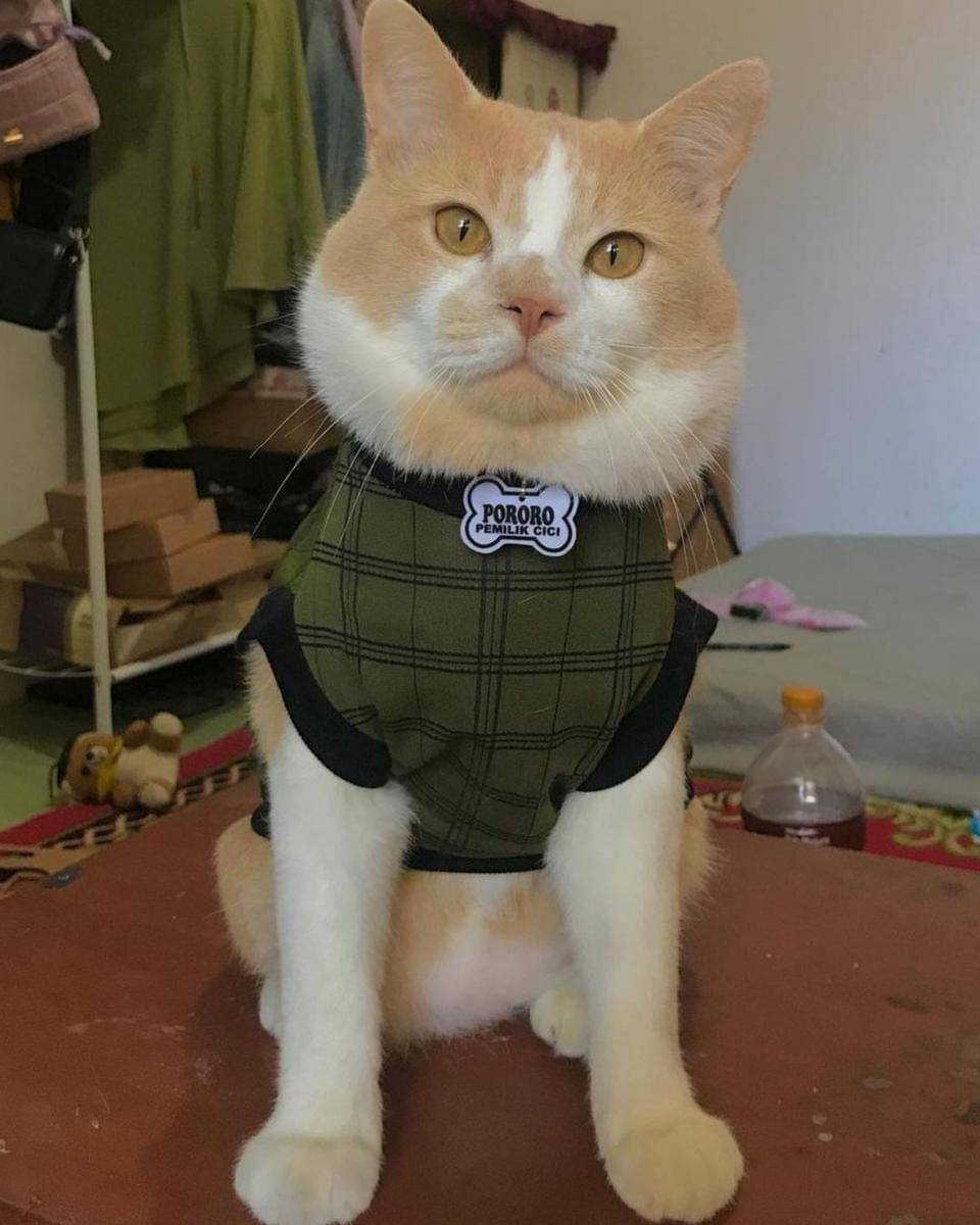 Instagram.com/lxx_pororo