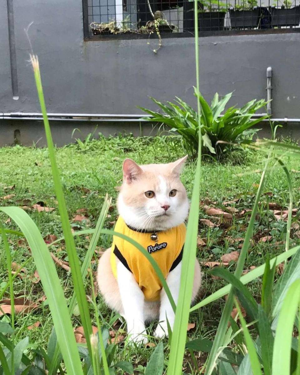 Instagram.com/lxx_pororo