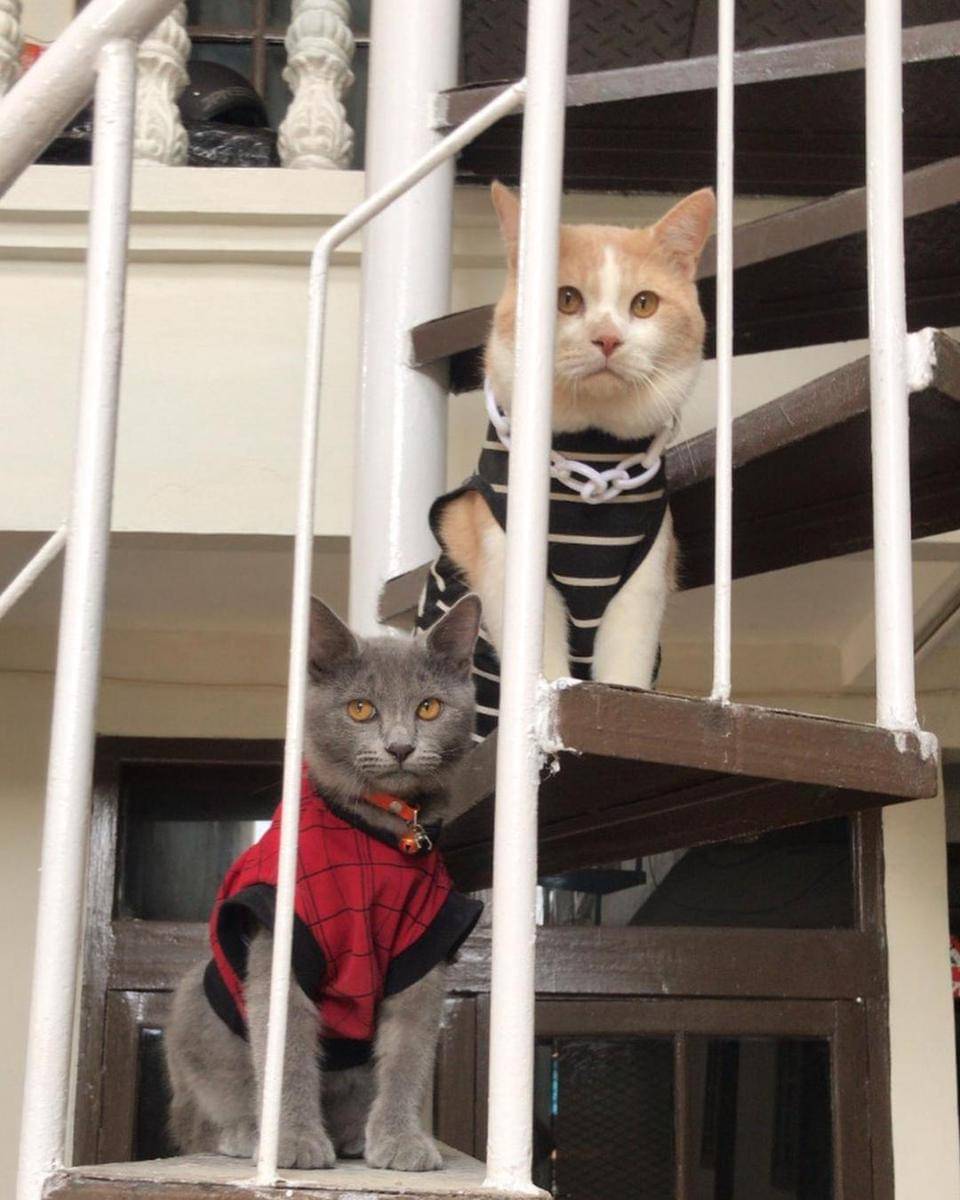 Instagram.com/lxx_pororo