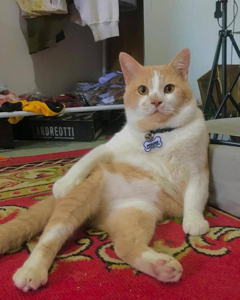 Instagram.com/lxx_pororo