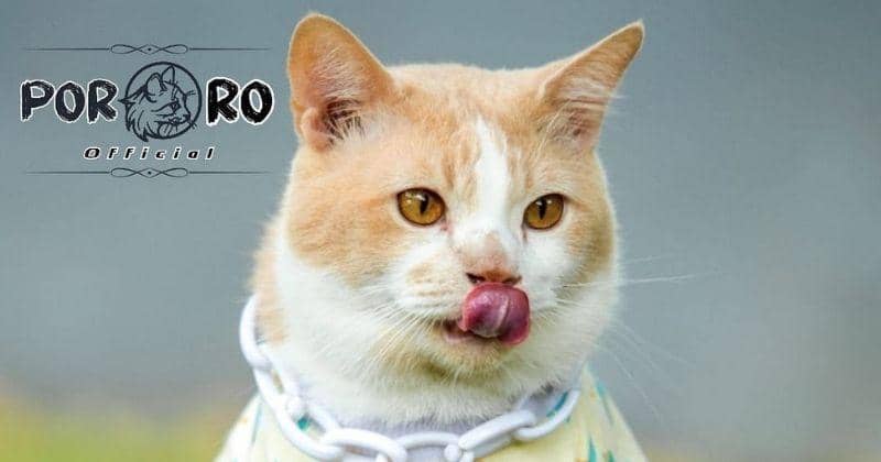 Instagram.com/Lxx_pororo