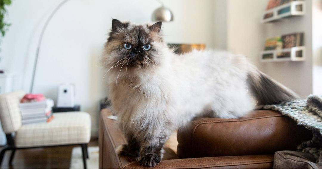 The Spruce/Phoebe Cheong