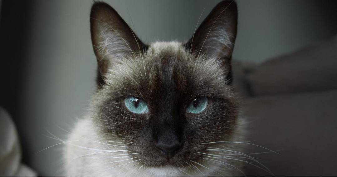 Unsplash/Dimitry Koojimans