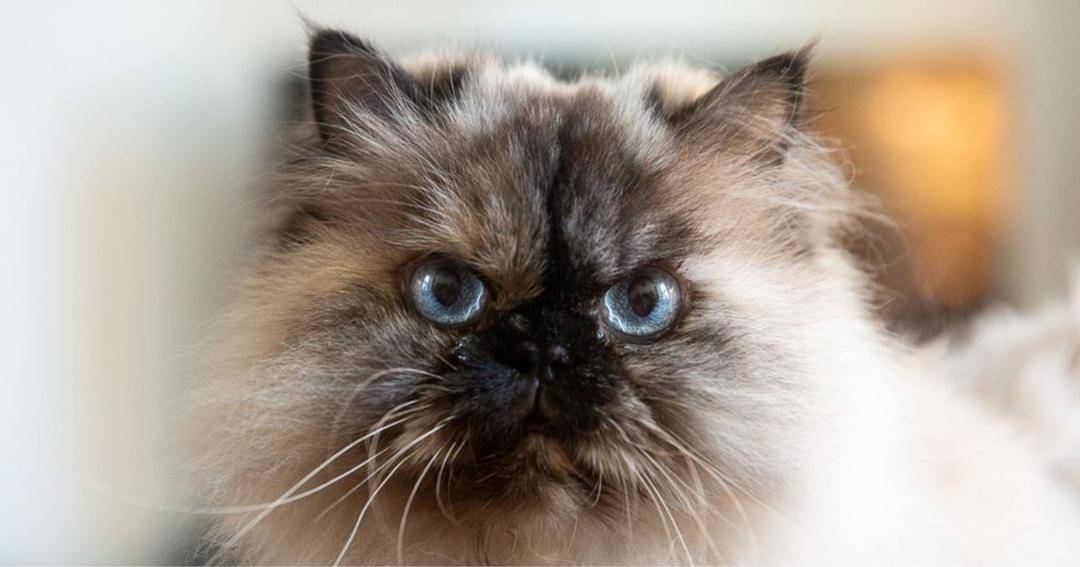 The Spruce/Phoebe Cheong