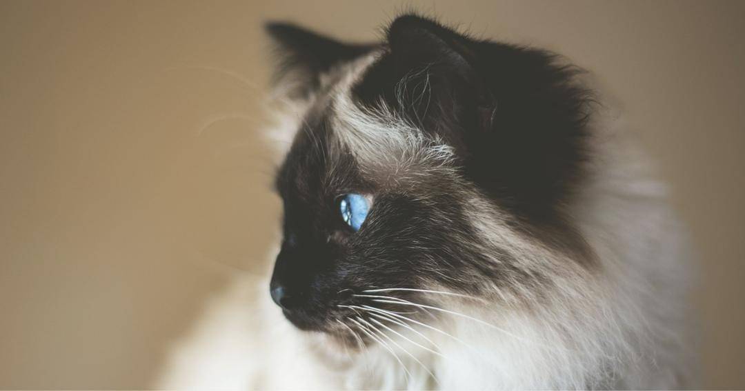 Unsplash/Ivan Jevtic