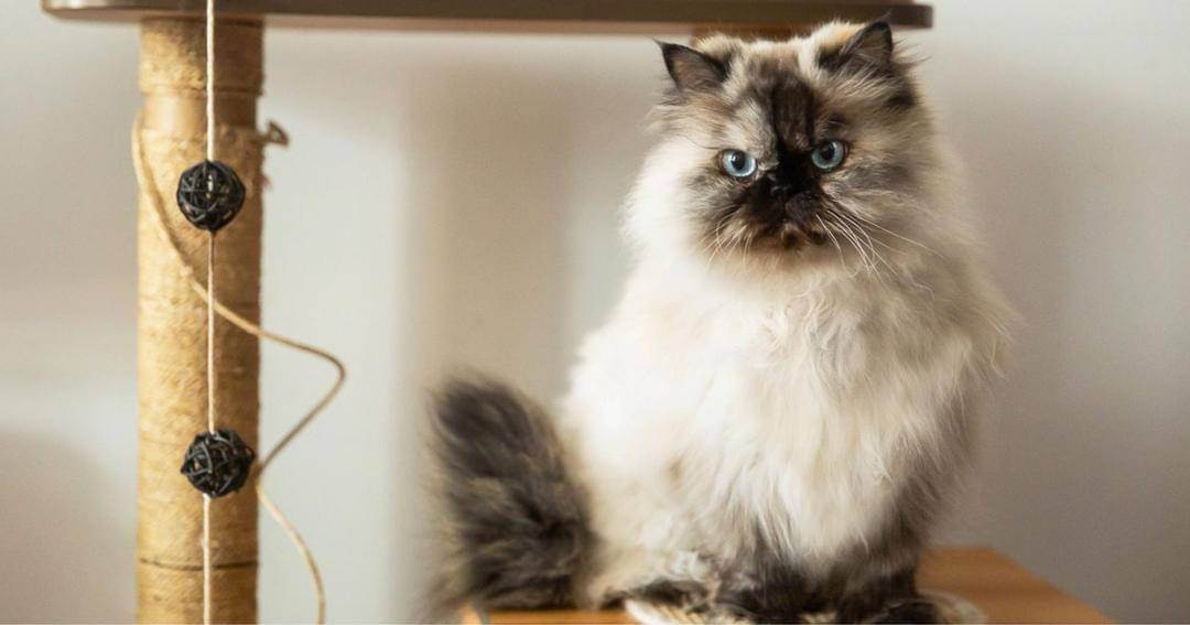 The Spruce/Phoebe Cheong