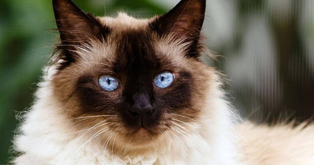 spacecoastpetservices.com