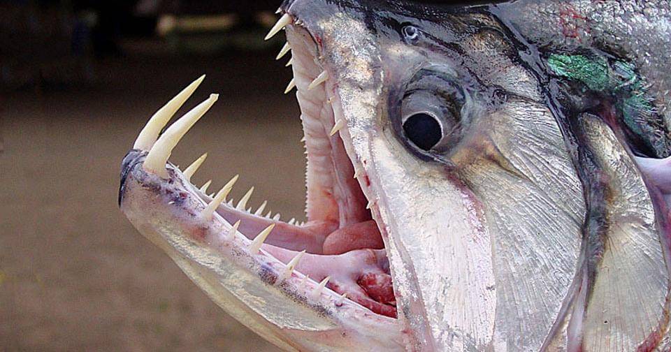 oceanservice.noaa.gov