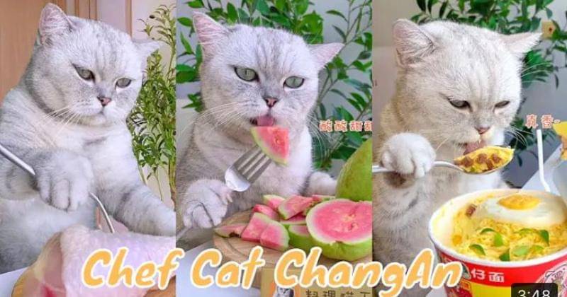 youtube.com/Chef Cat ChangAn