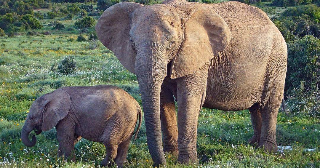 Commons.wikimedia.org