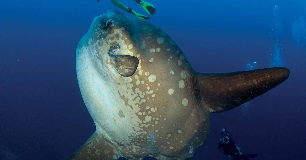 baliocean.com