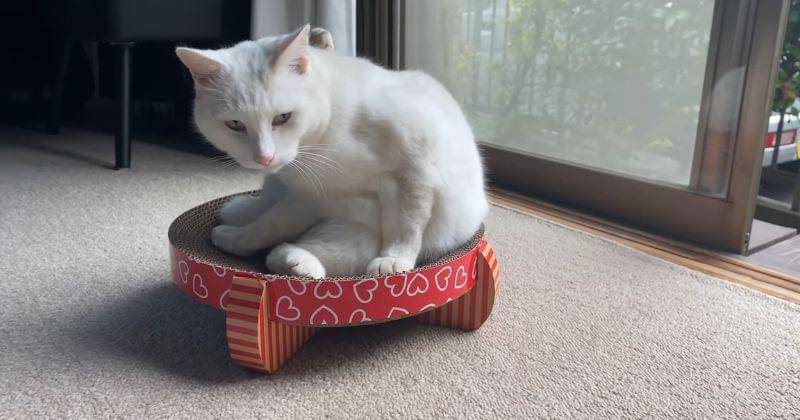 Twitter.com/Rangga19105887